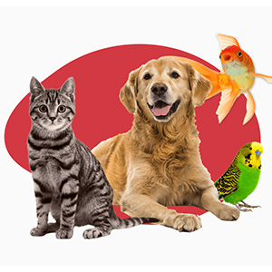 Pet Shop